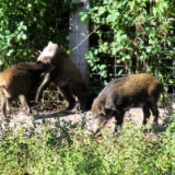 2209G 076 Schwarzwild Kellenhusen